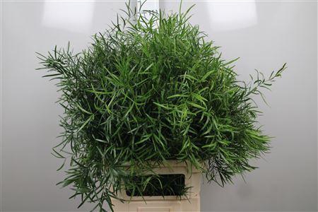 <h4>Asp Falcatus</h4>
