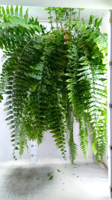 <h4>Nephrolepis   ...</h4>