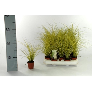 Carex Jenneke