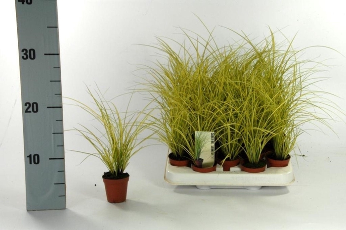 Carex Jenneke