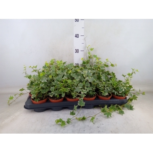 Hedera helix 'White Ripple'