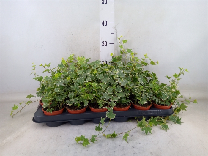 <h4>Hedera helix 'White Ripple'</h4>