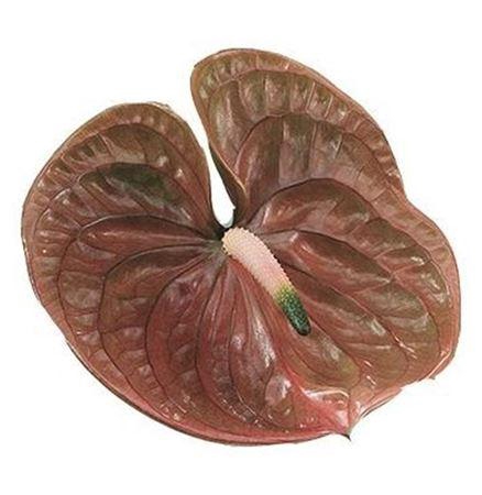 <h4>Anth A Cognac</h4>