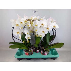 Phalaenopsis   ...