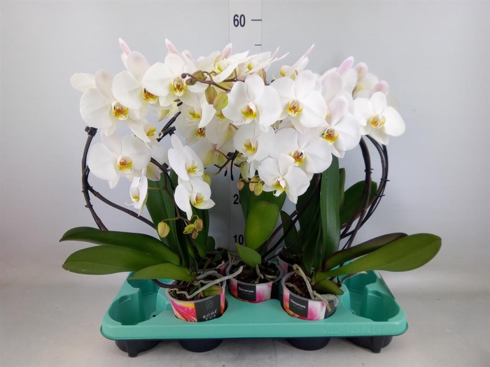 <h4>Phalaenopsis ...</h4>