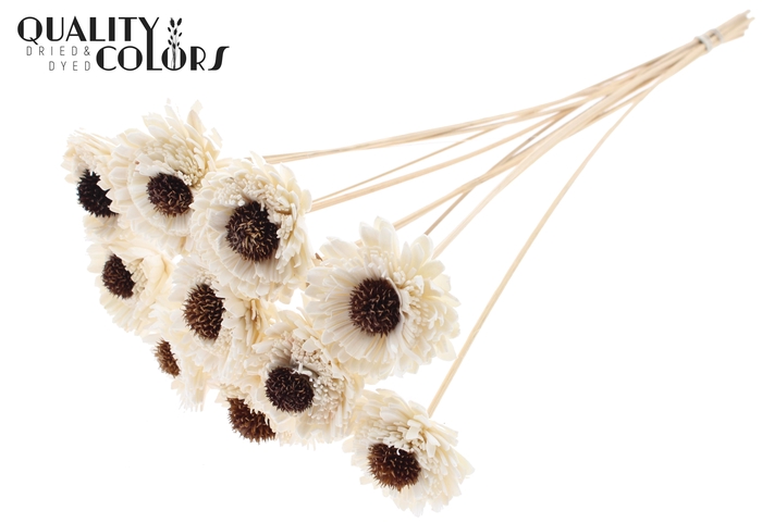 Shola Daisy Sunflower 6cm on stem Natural