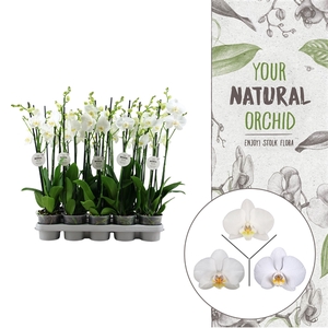 Your Natural Orchid | White | Phalaenopsis 3 spike