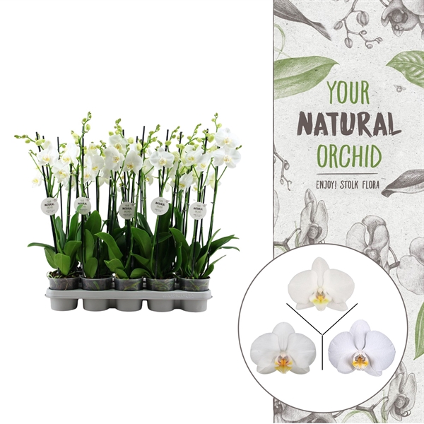 <h4>Your Natural Orchid | White | Phalaenopsis 3 spike</h4>