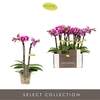 Phalaenopsis Multifloratypes overig paars