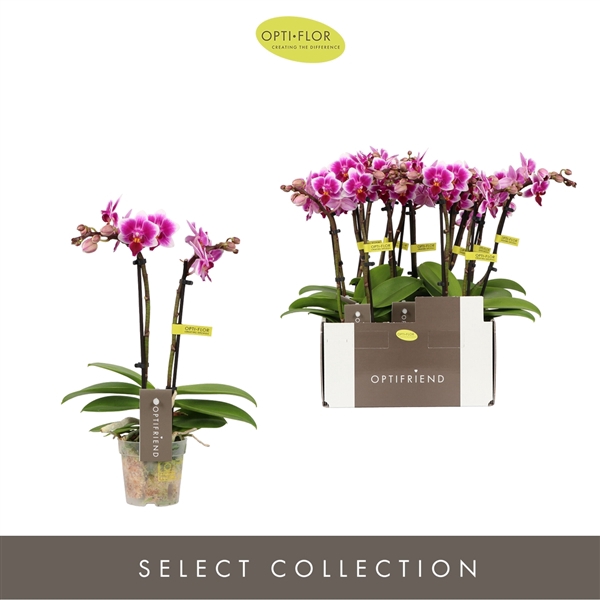 <h4>Phalaenopsis Multifloratypes overig paars</h4>