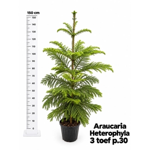 ARAU HETEROPHYL