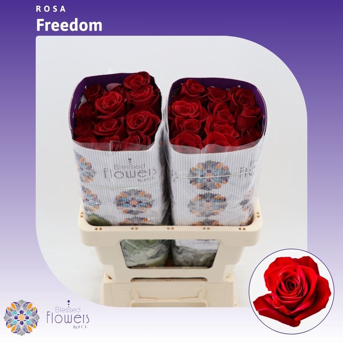 <h4>Rosa Gr Freedom</h4>