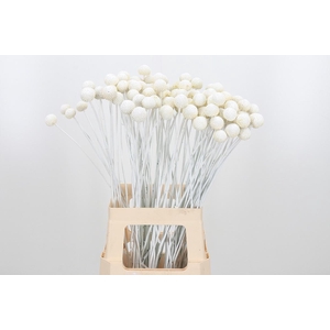 Craspedia Kl Bh Wit Xl