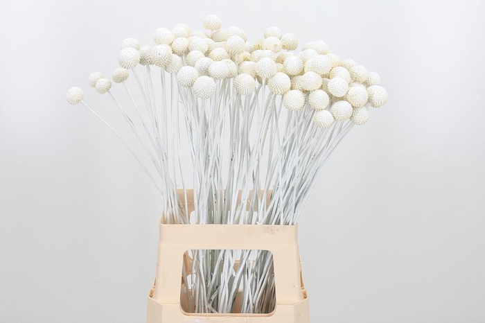 <h4>Craspedia Kl Bh Wit Xl</h4>