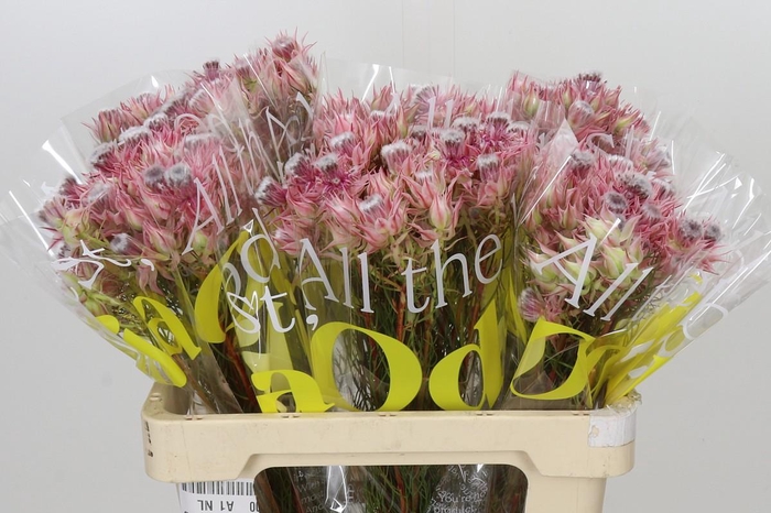 <h4>Blushing Bride Ayoba Shooting Star</h4>