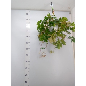 Cissus rhombifolia 'Ellen Danica'