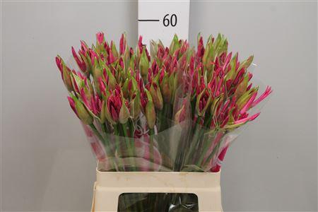 <h4>Ne Bo Ras Van Roon</h4>