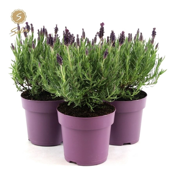 <h4>Lavandula st. 'Anouk'® Collection P15</h4>