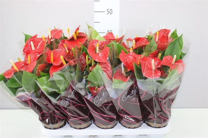 <h4>Anth An Esudo A2</h4>