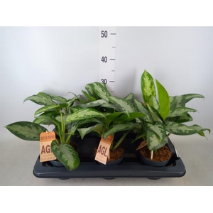 Aglaonema  'Jubilee'