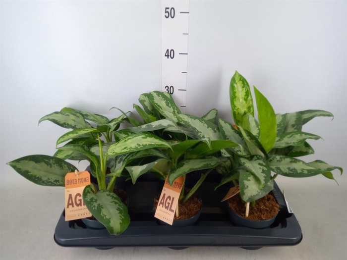 <h4>Aglaonema  'Jubilee'</h4>