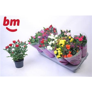 Ro B Monde Gem 7 Srt