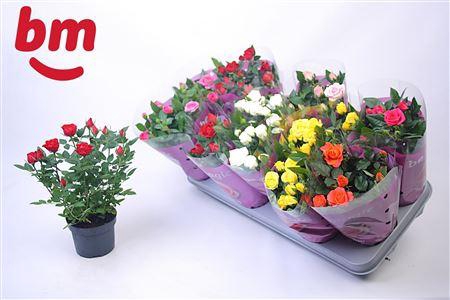 <h4>Ro B Monde Gem 7 Srt</h4>