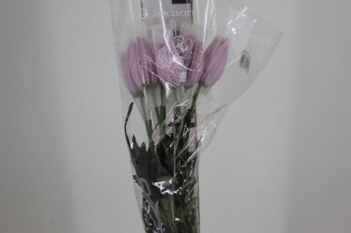 <h4>ANASTASIA CIPRIA 080 CM LILAS</h4>