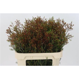 Chamelauc Vega Blade