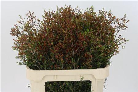 <h4>Chamelauc Vega Blade</h4>