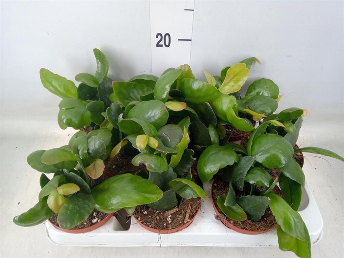 <h4>Rhipsalis   ...</h4>