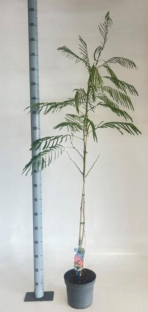<h4>ALBI JULIBRISSIN</h4>