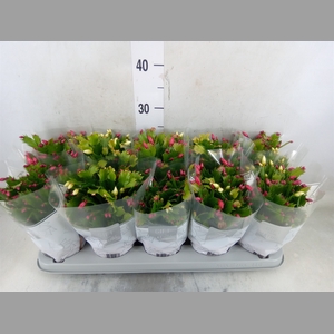 Schlumbergera  'Flame Duo' .mix pot