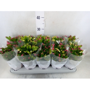 Schlumbergera  'Flame Duo' .mix pot