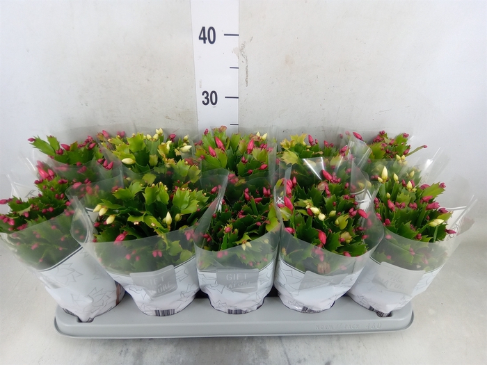 <h4>Schlumbergera  'Flame Duo' .mix pot</h4>