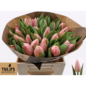 TU EN SALMON DESSERT