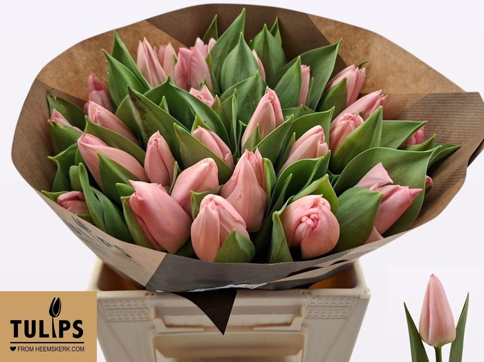 <h4>TU EN SALMON DESSERT</h4>