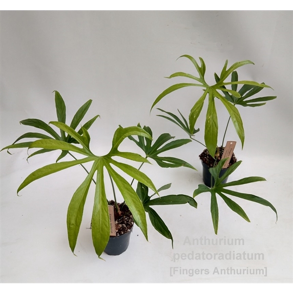 <h4>Anthurium pedatoradiatum 12cm</h4>