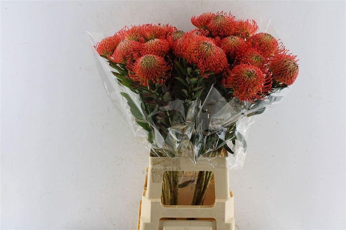 <h4>LEUCO CO SUCCESSION</h4>