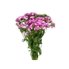 DIANTHUS AMAZON ROSE MAGIC 050 CM ROSA