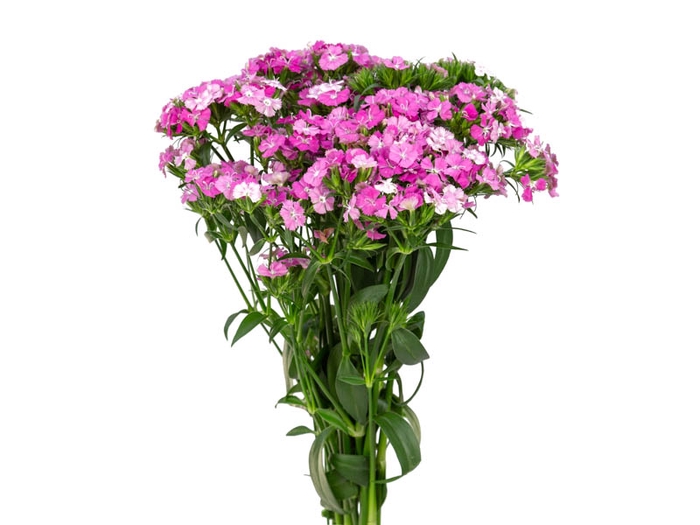 DIANTHUS AMAZON ROSE MAGIC 040 CM ROSA