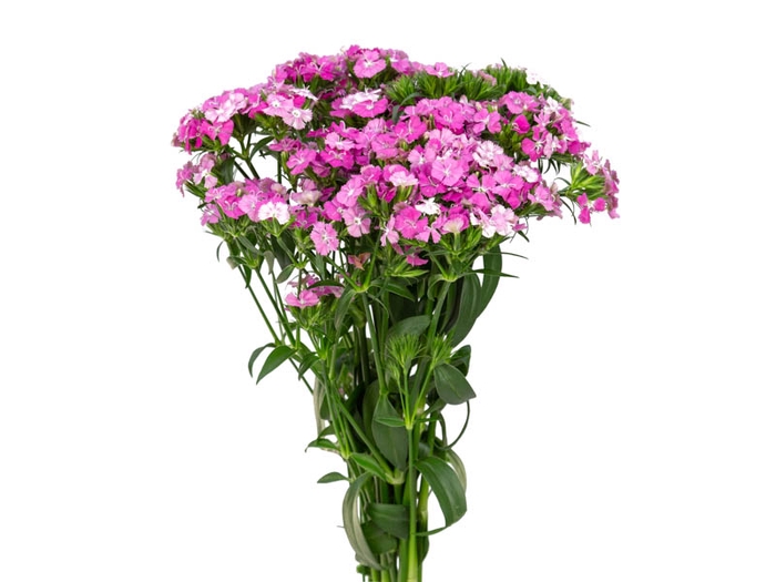 DIANTHUS AMAZON ROSE MAGIC 050 CM ROSA
