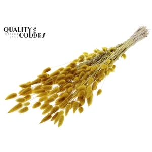 Lagurus Premium per bunch Yellow