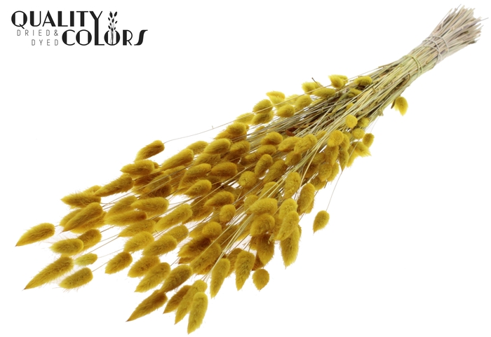 Lagurus Premium per bunch Yellow