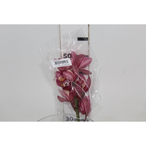 CYMBIDIUM HT MIN 5 FLS ROSA ESCURO