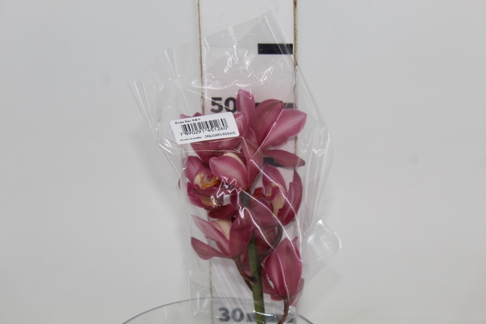 <h4>CYMBIDIUM HT MIN 5 FLS ROSA ESCURO</h4>