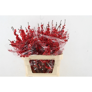 ILEX VE RODE BES 080CM