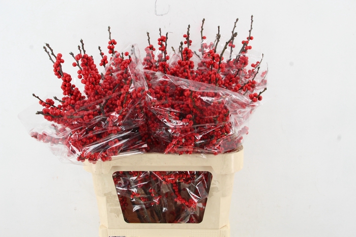 <h4>ILEX VE RODE BES 080CM</h4>