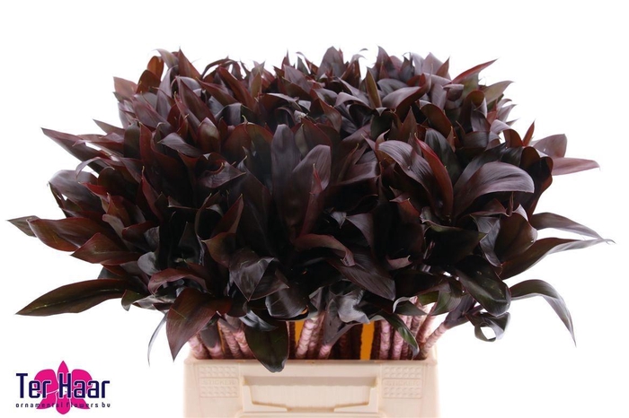 <h4>DRAC FR COMPACTA</h4>