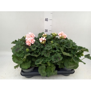 Pelargonium zona.   ...F1